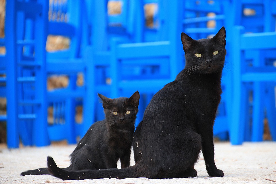 czarter jachtów ze zwierzętami - dwa czarne koty w Grecji