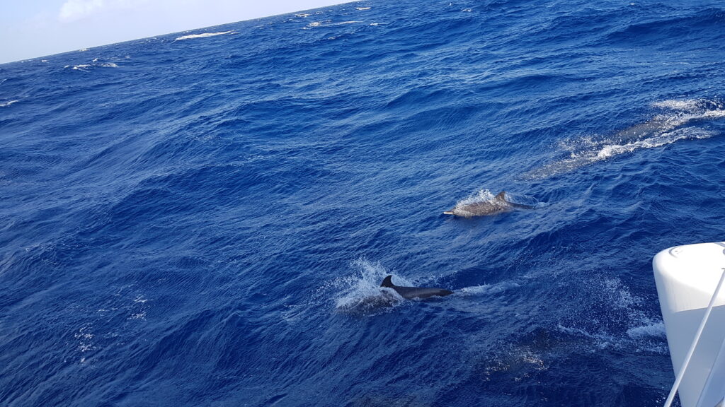 delfiny widziane z hamaka na jachcie